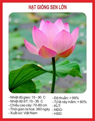 Hạt Giống Sen Lớn Trồng Ao Hồ gói 10 hạt