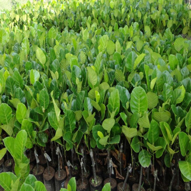 CÂY GIỐNG MÍT TỐ NỮ SIÊU SỚM (2 NĂM) (cây giống bảo hành )