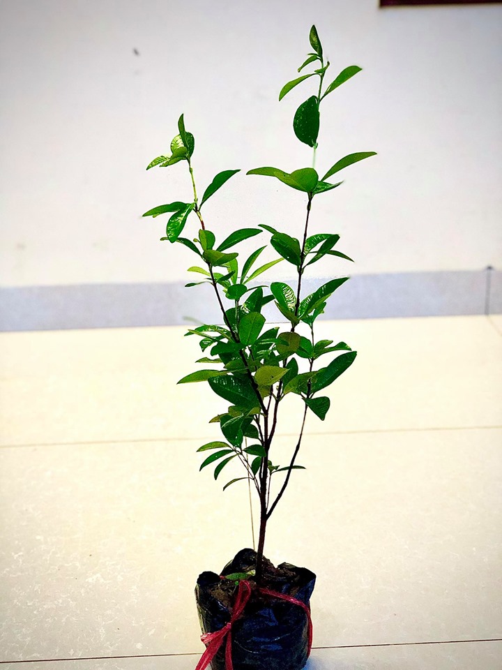 Cây cherry brazil nhiệt đới size trung cao 50 cm