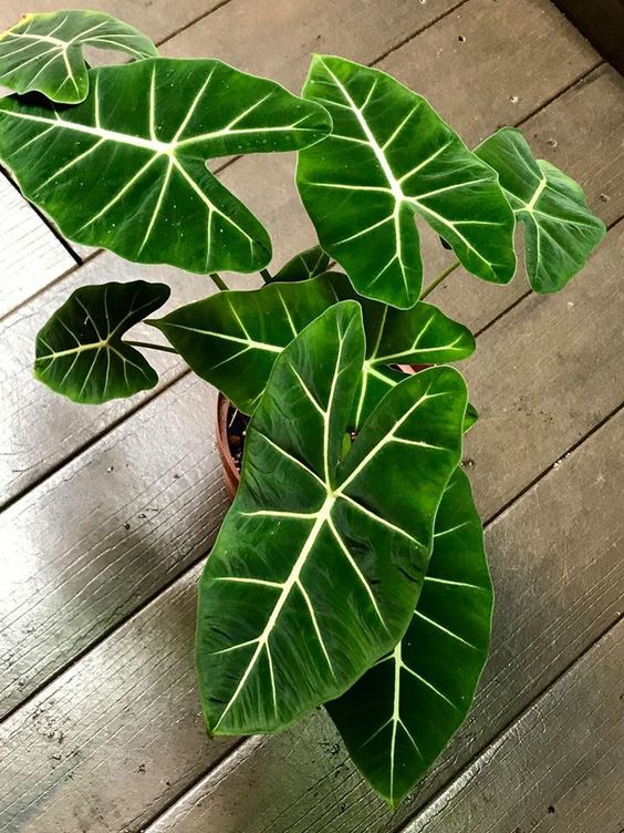 Môn Frydek ( Alocasia Frydek ) - Cây cảnh để bàn