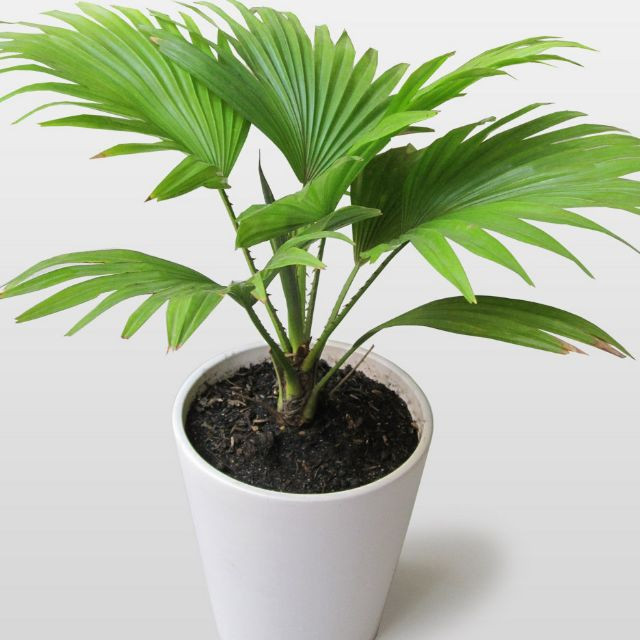 Cây giống Cây Cọ Ta kiểng - CayGiongTot