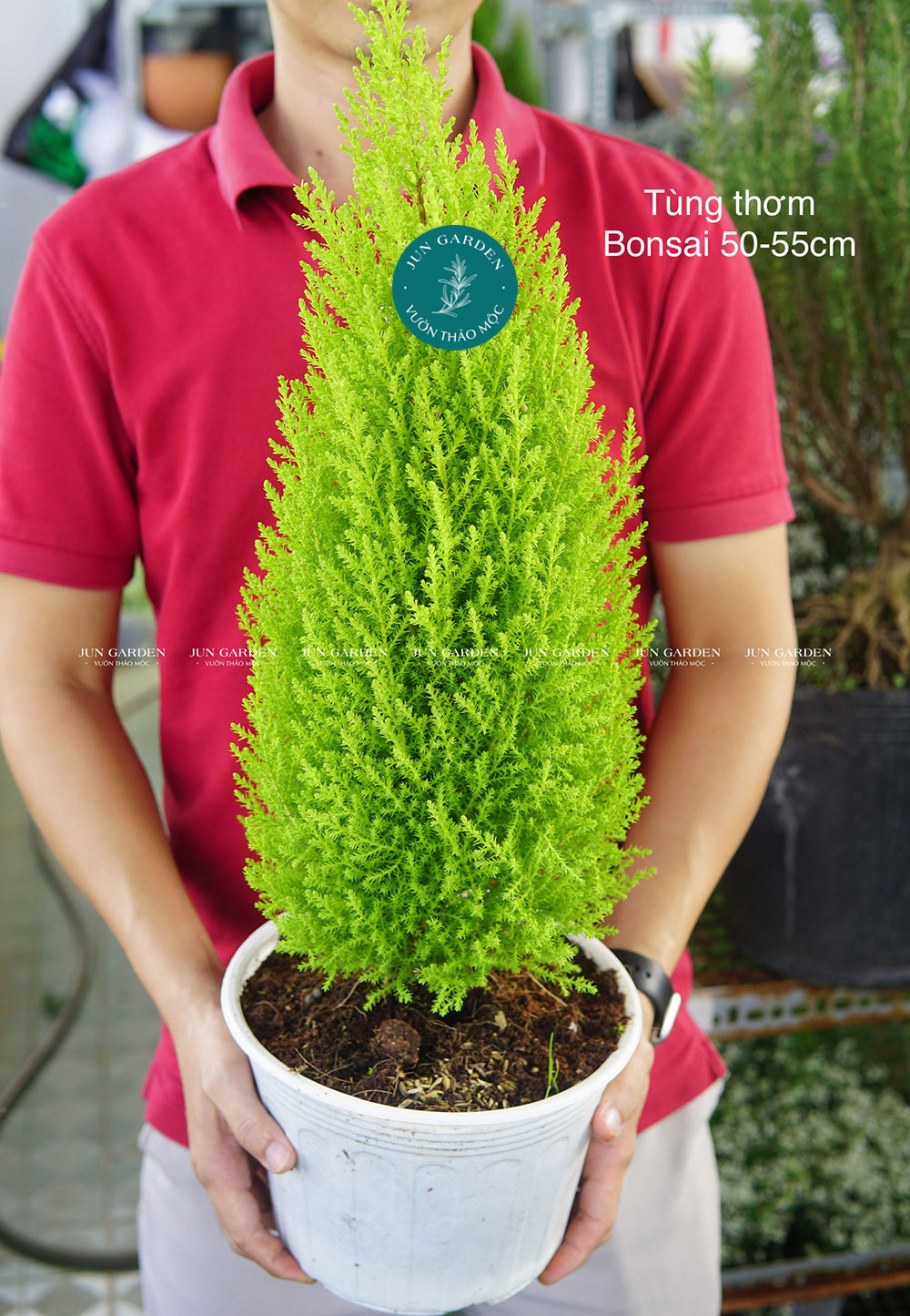 Tùng Thơm (Tùng Chanh) JUN GARDEN Trang Trí Noel Giáng Sinh Đẹp