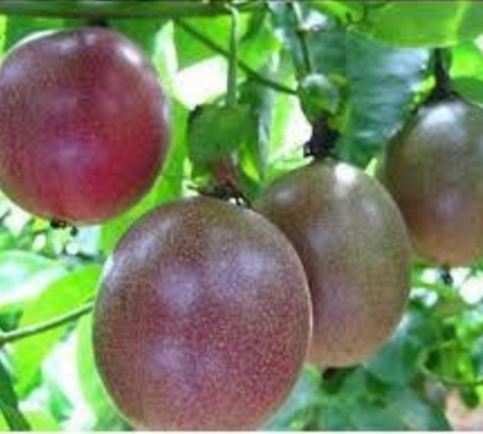 Hạt giống Chanh Leo Tím - Gói lớn nhiều hạt - Tặng gói kích nảy mầm