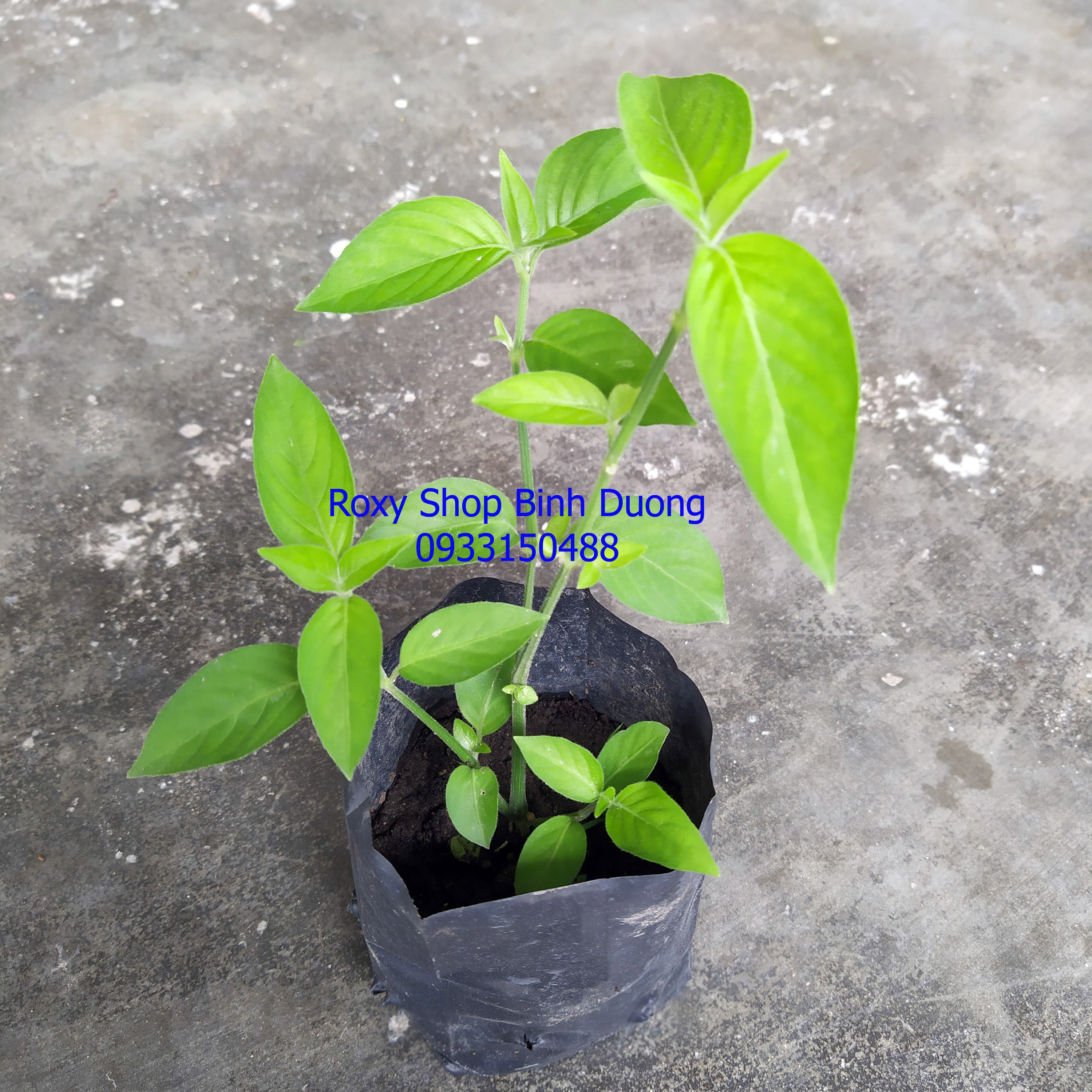 Cây lá cẩm đỏ dùng để tạo màu thực phẩm