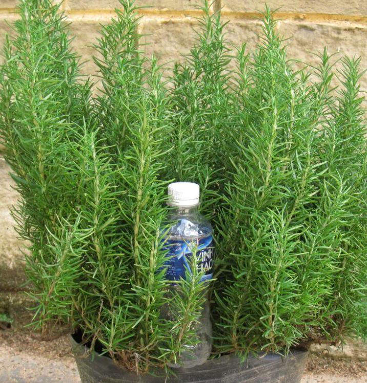 Hạt giống cây hương thảo ( 1 gói 20 hạt ) - VTNT
