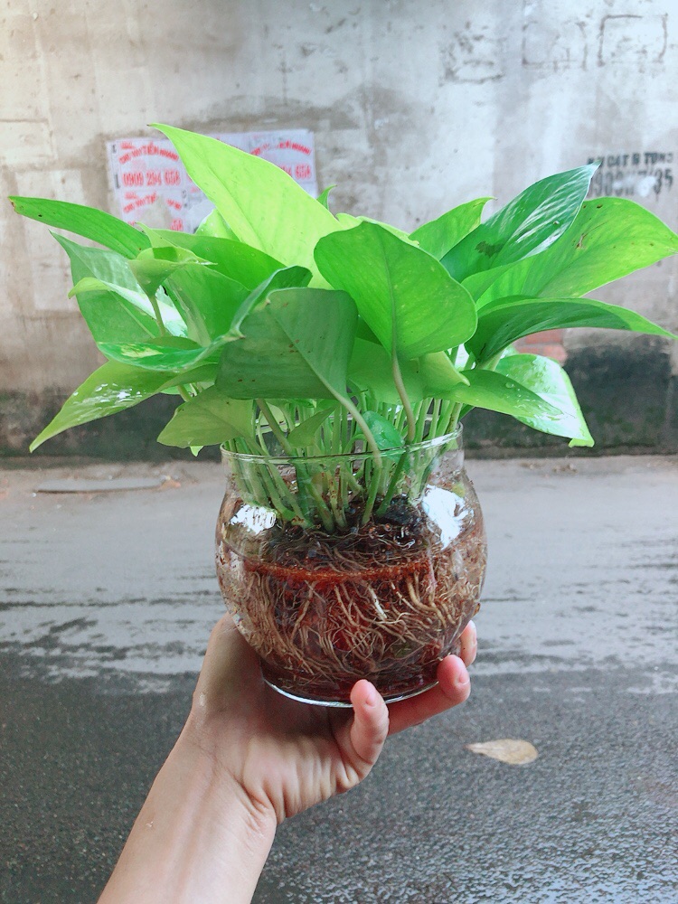 Trầu Bà Thái Vàng Thuỷ Sinh