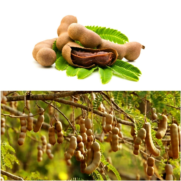 Cây giống Me Thái sai trái, siêu ngọt. [ CÂY GHÉP, cho quả sớm ].