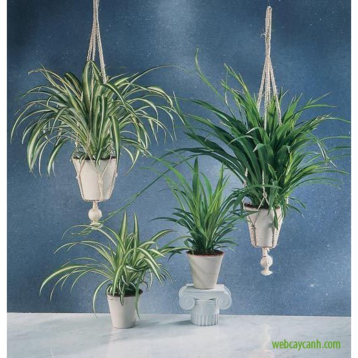 Cỏ Lan Chi - cây cảnh mini - cây cảnh để bàn - caykiengsadec