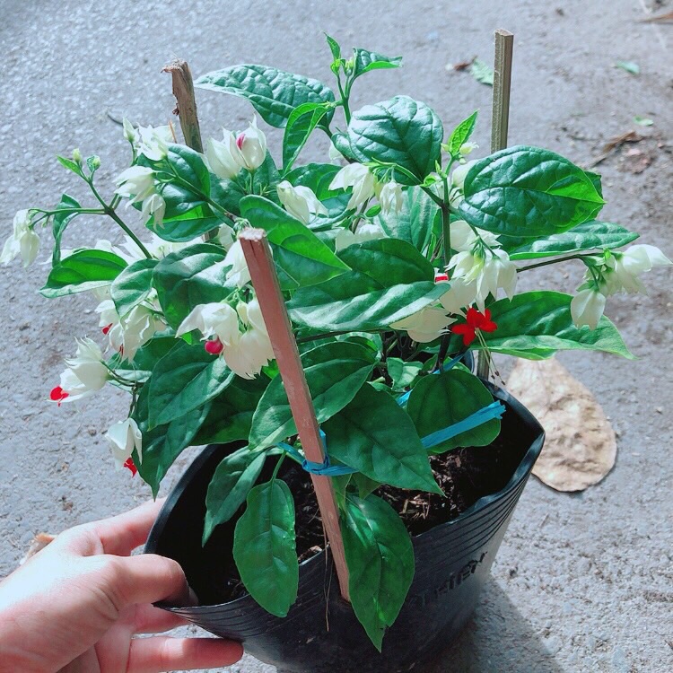 [HCM]Hoa Ngọc Nữ