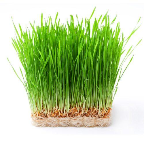 Gói 1kg Hạt giống mầm lúa mạch - đại mạch