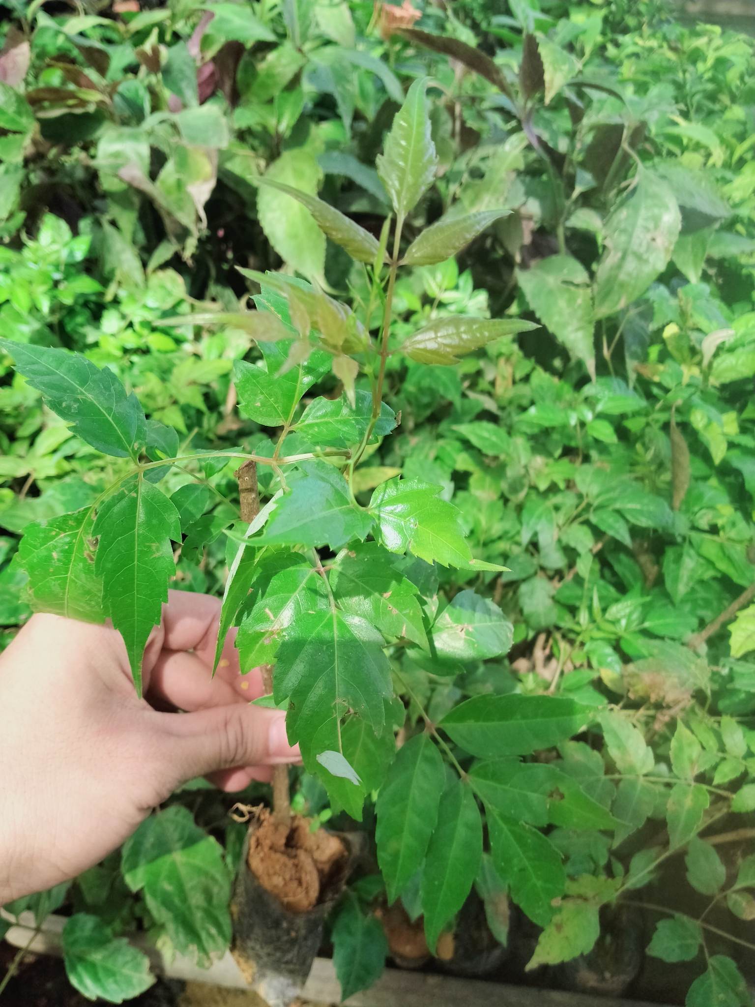 [Cây dược liệu] Cây Chè Dây