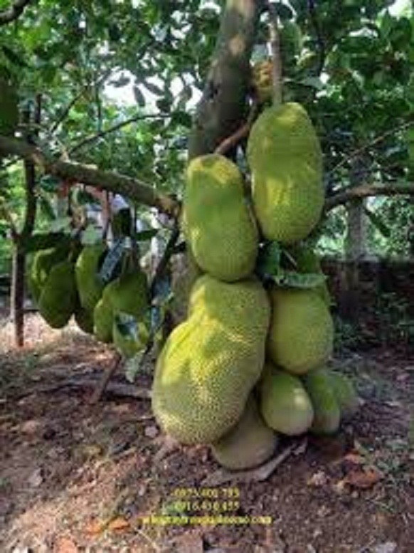 CÂY GIỐNG MÍT TỨ QUÝ DA XANH