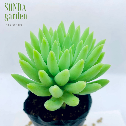 SEN ĐÁ CHUỖI NGỌC ĐỨNG XANH SIZE BÉ LỖI 1 ĐỔI 1