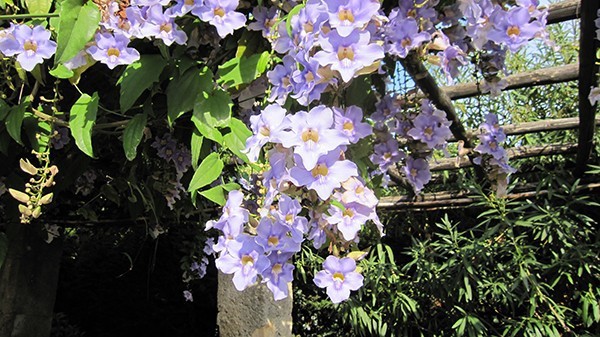 Dây HOA LEO cát đằng TÍM RỦ– Hoa leo đẹp dễ trồng và chăm sóc