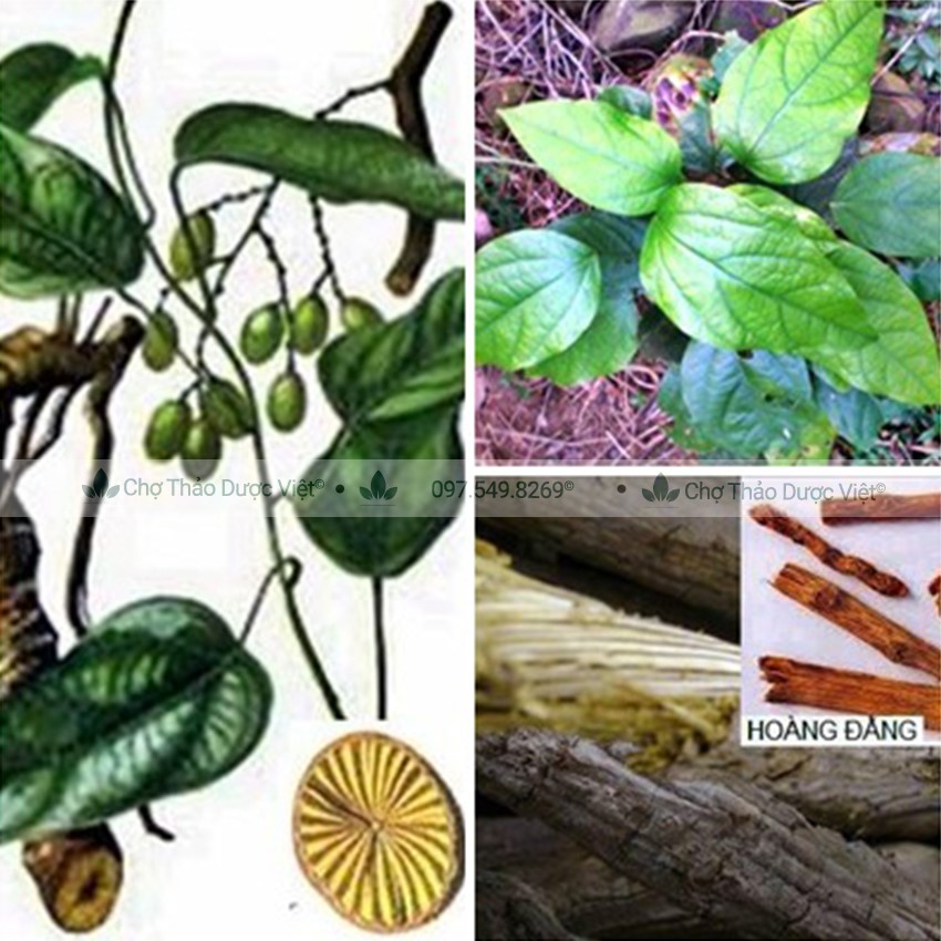 100g Hoàng Đằng (Khô,Vàng)