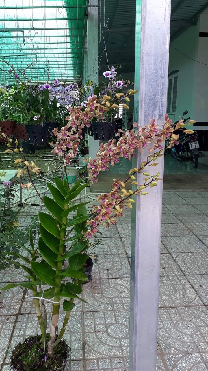HOA LAN MĂNG CỤT XƯA