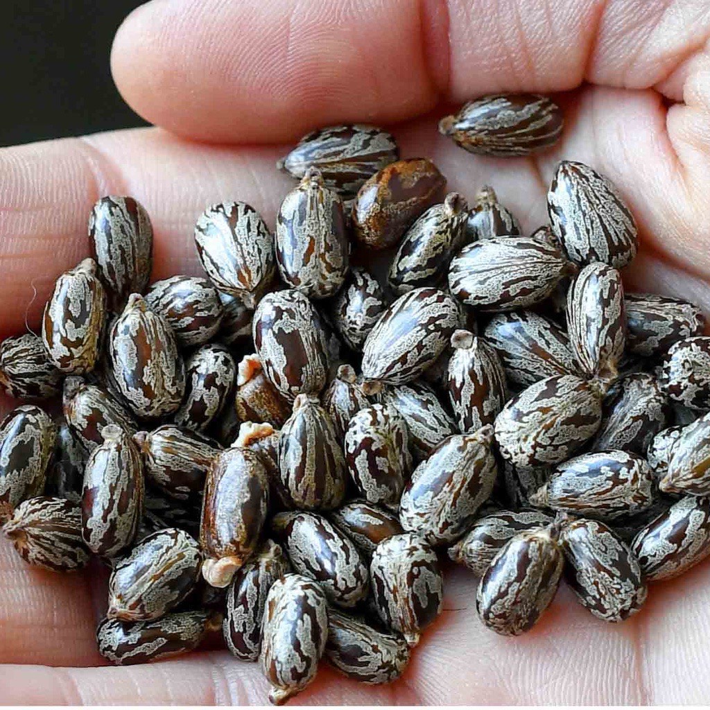 HẠT THẦU DẦU TÍA-  GIÚP MỌC TÓC- TRĨ