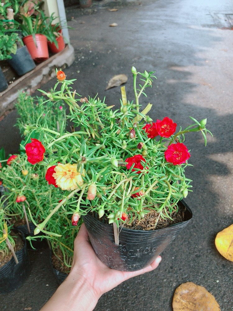 Chậu cây hoa mười giờ đẹp
