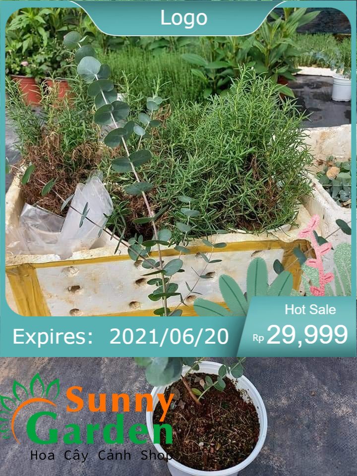 Cây khuynh diệp - cây phong thủy , cây cực đẹp, cam kết chất lượng