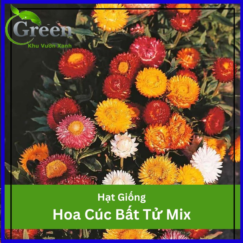 Hạt Giống Hoa Cúc Bất Tử Nhiều Màu Mix