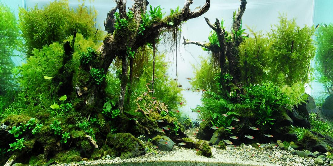 Tranh phông nền VTC dán hồ cá Aqua-001 KT 100 x 60 cm