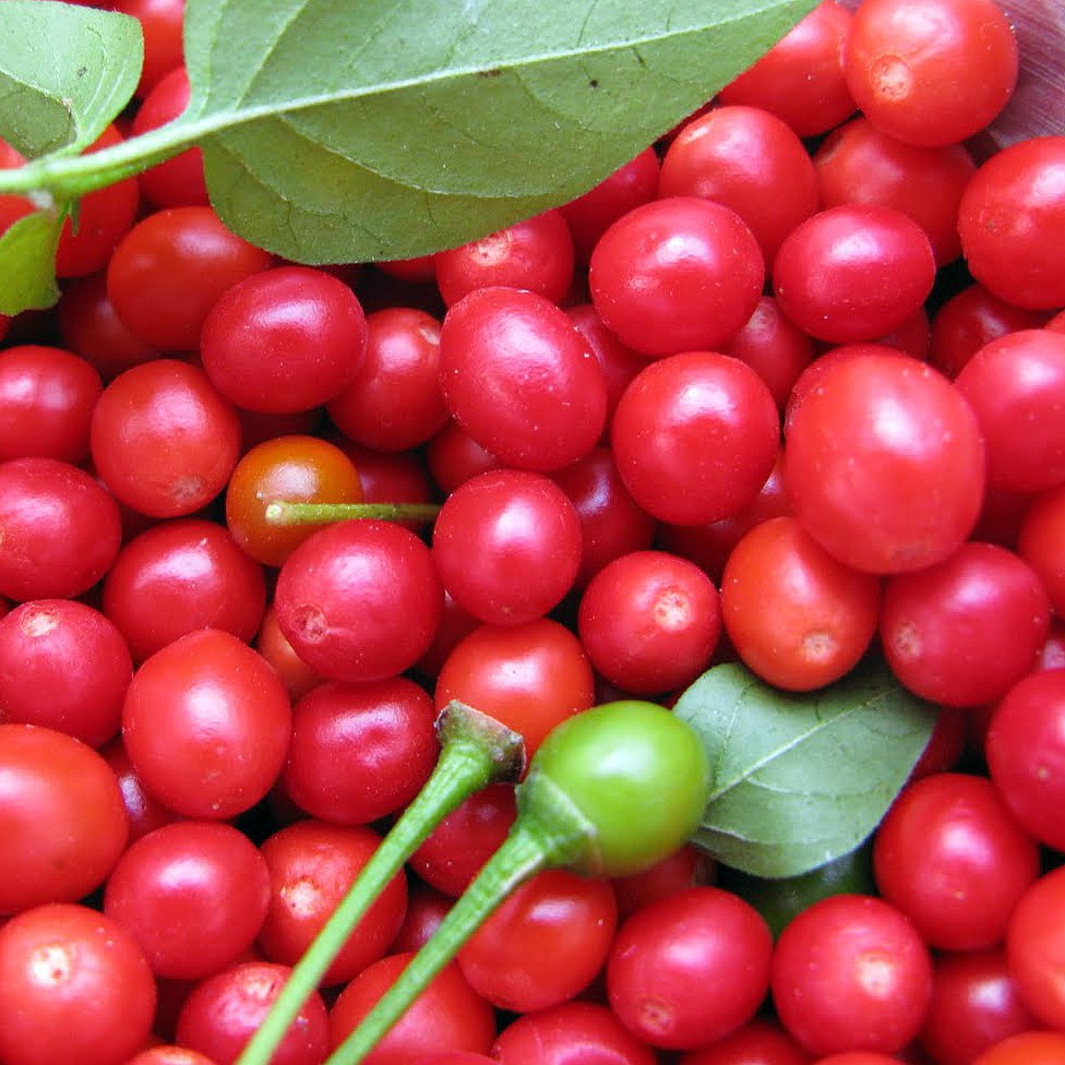 Hạt Giống Ớt Tiêu Siêu Cay Chiltepin