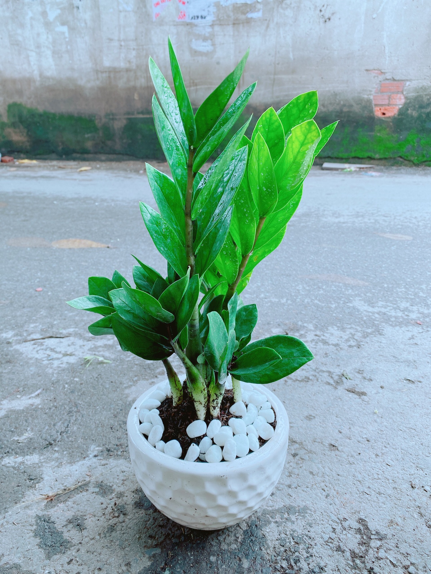 [HCM]Chậu Kim Tiền