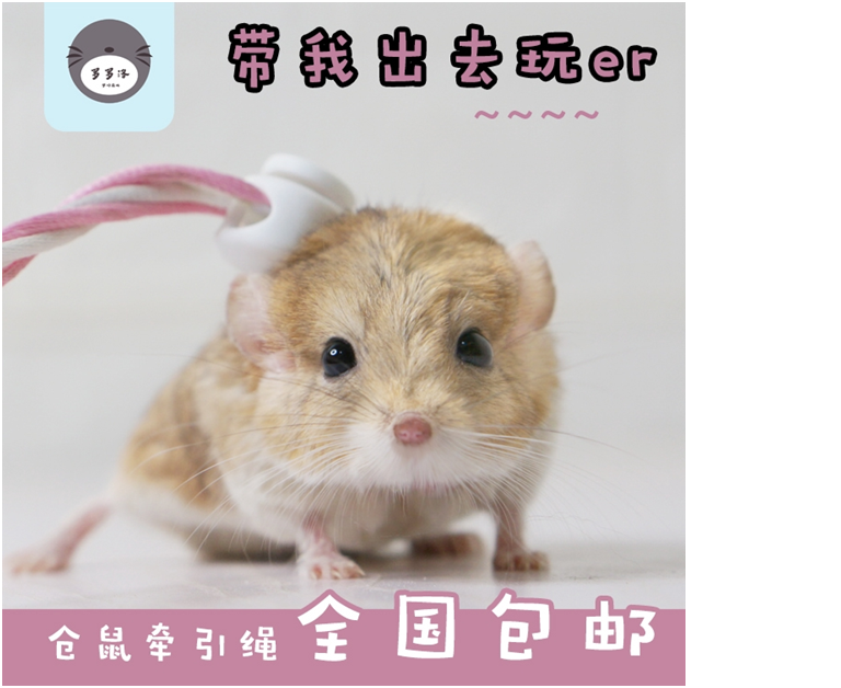 Dây dắt hamster nhiều màu