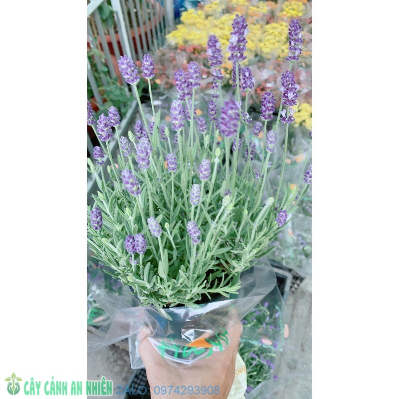 Cây Oải Hương