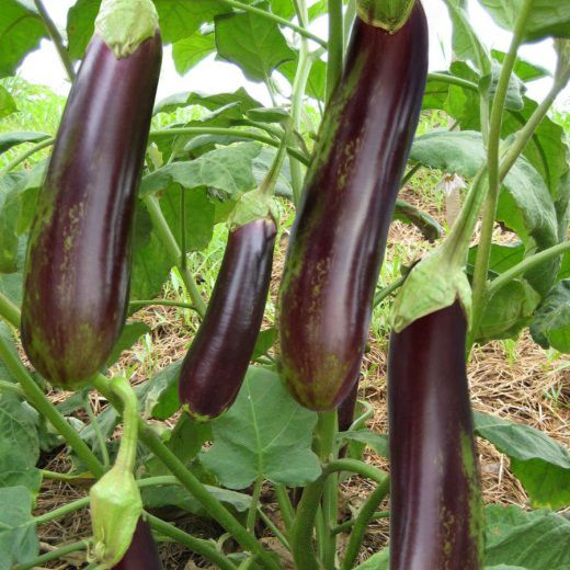 Hạt Giống Cà Nâu Cơm Xanh Gói 0.5gr - RADO 209