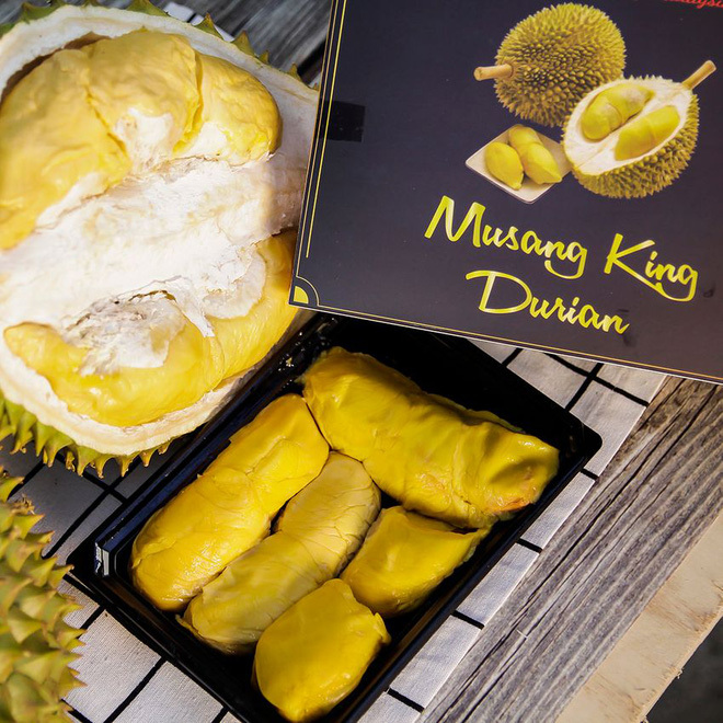 Cây giống Sầu Riêng Musang King - cây ghép cho trái siêu sớm.