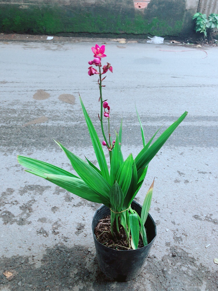 Lan Đất Có Hoa Màu Tím