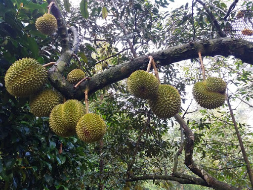 Sầu Riêng Sáu Hữu