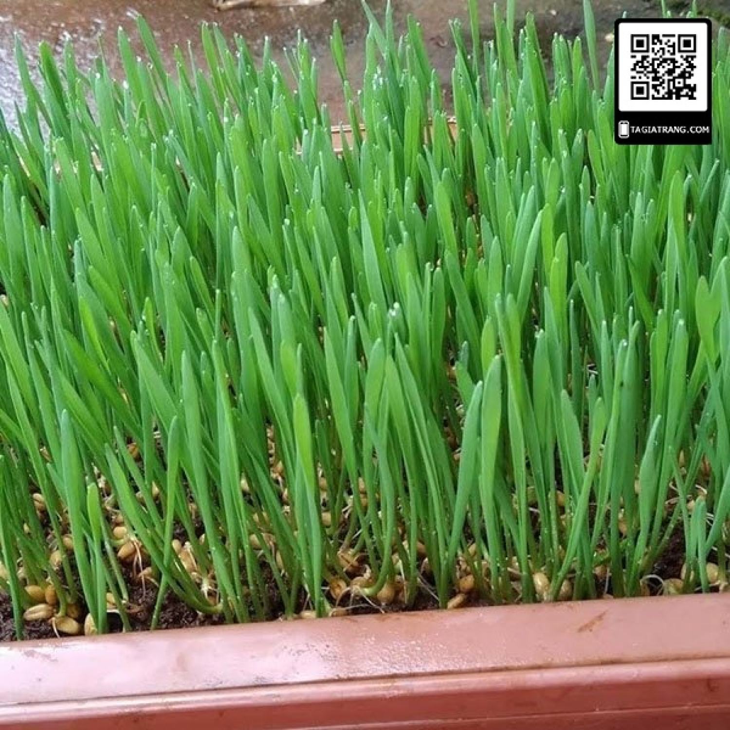 MA400 GÓI 100 Hạt giống mầm lúa mạch