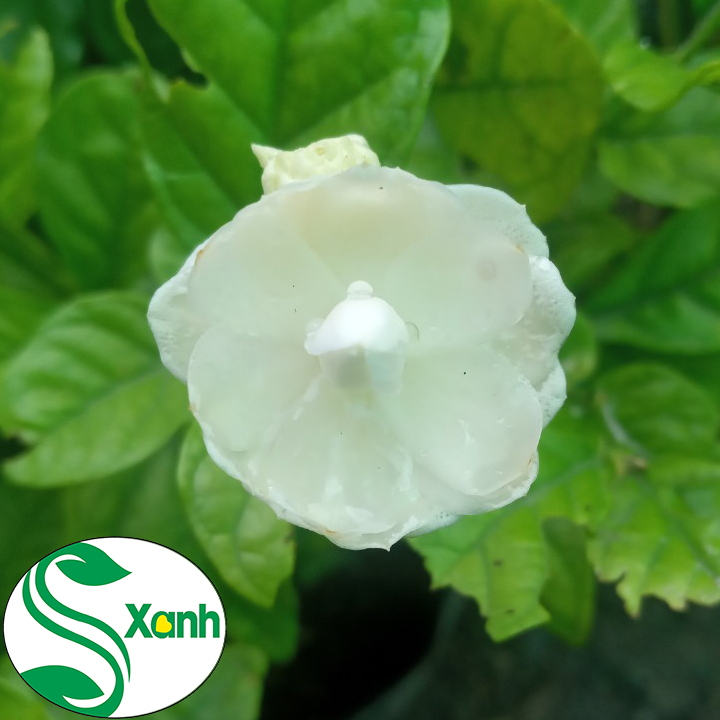 Cây Lài Trà (Lài Ta - Hoa Nhài) Cánh Kép, Bông Trắng, Hoa Thơm