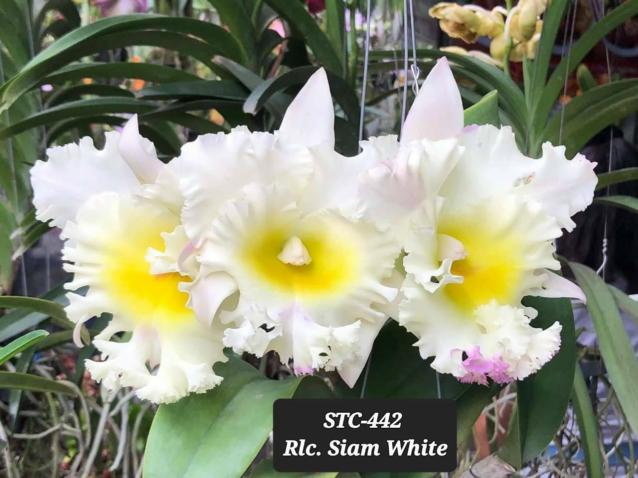 HOA LAN CATT SIAM WHITE CÂY GIỐNG Cao 7-10Cm