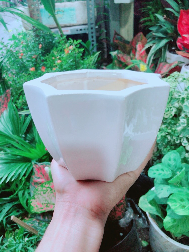 Chậu Sứ Trồng Cây 15cm