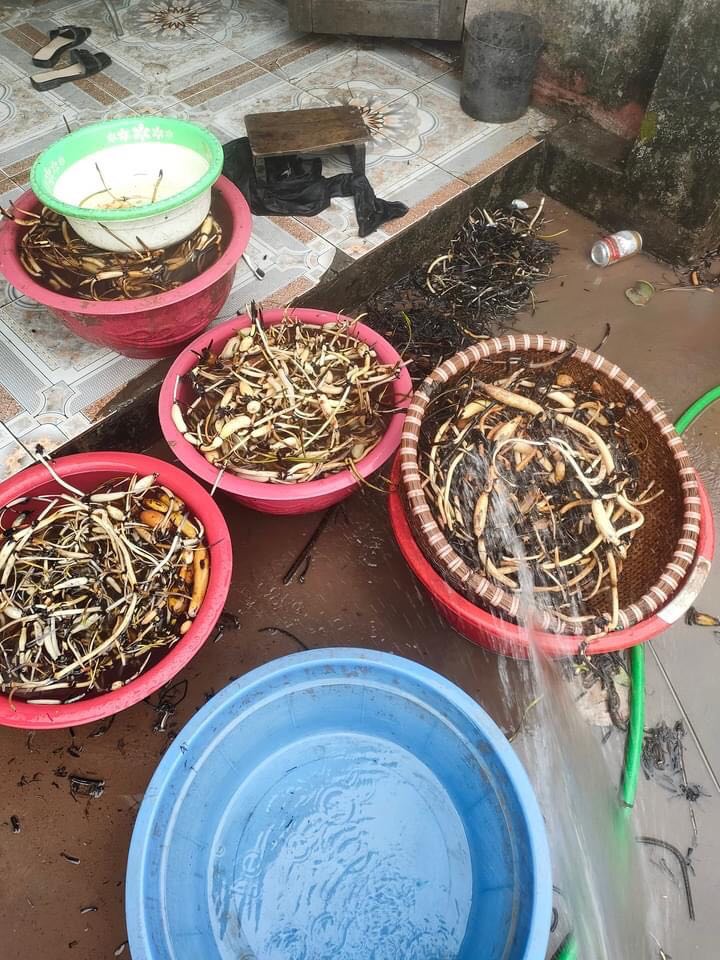 Sen Quan Âm Trắng_ Củ Giống