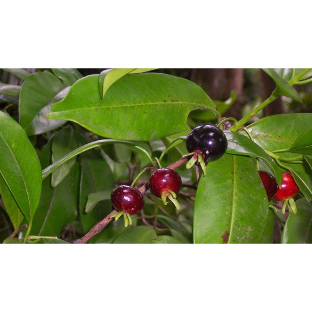 Cherry Brazil - Grumichama giống chuẩn, chịu nhiệt tốt, cực sai trái
