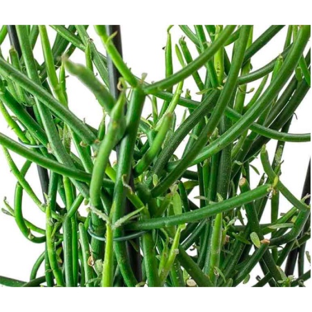 Cây Giao hỗ trợ giảm đau xương khớp và viêm xoang - Herba Euphorbiae Tirucalli - Trang Flowers