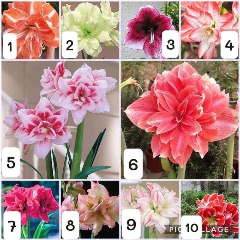 Củ hoa Lan Huệ cánh kép..