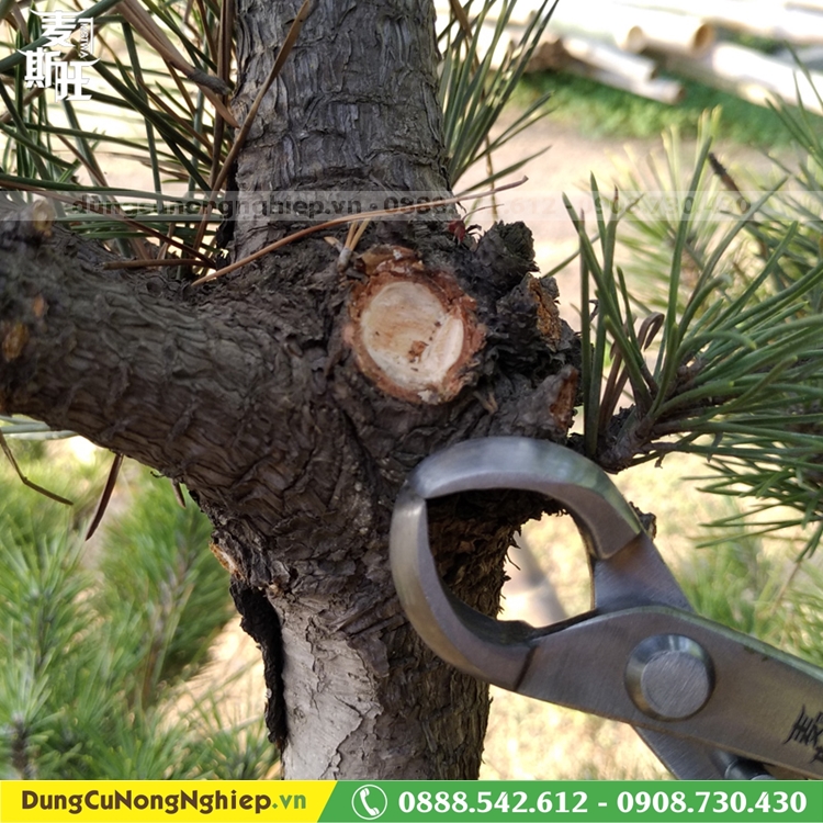 Kìm cạp tròn trắng bonsai MSTWA