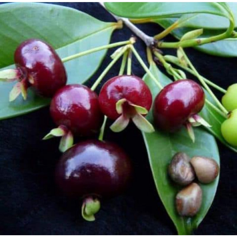 Cây giống cherry Brazil (siêu sớm)