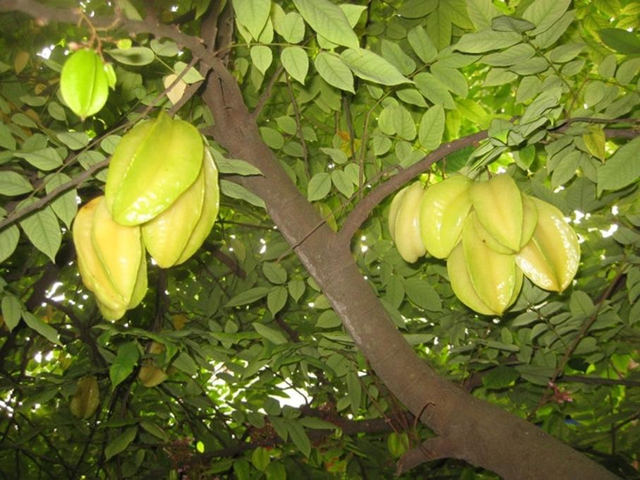 Hạt giống Khế chua