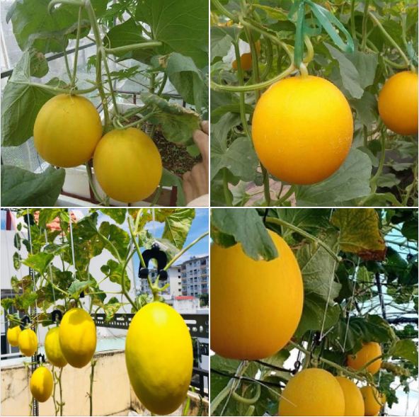 Hạt giống dưa Kim Cô Nương - Gói 10 Hạt