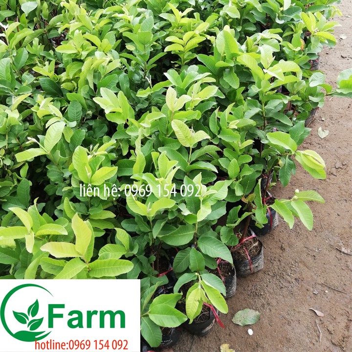 cây ổi không hạt - Cây giống ổi không hạt