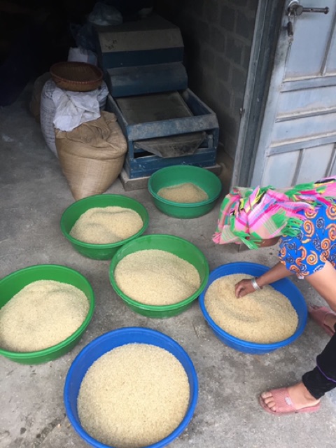 ĐẶC SẢN TÂY BẮC: GẠO KHẨU HANG (gạo đặc sản làm từ lúa nếp non tú lệ yên bái)