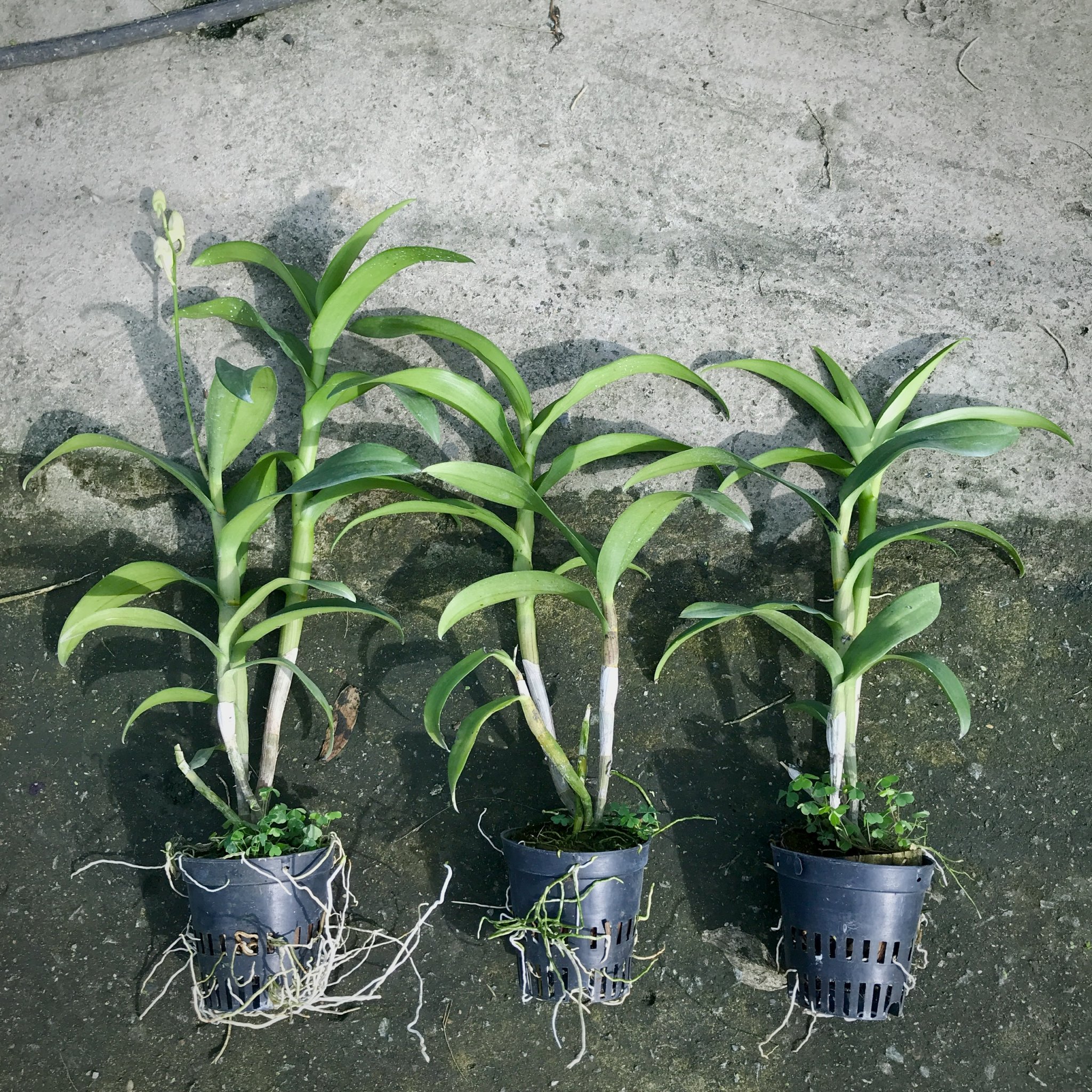 Dendro Chớp Hồng