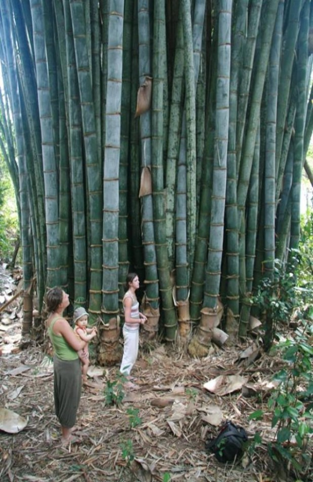 Cây giống tre Thái Lan khổng lồ