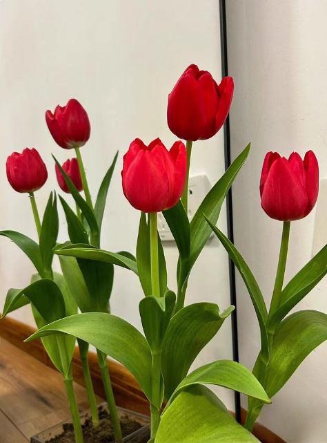 5 củ giống hoa tulip hoa màu đỏ